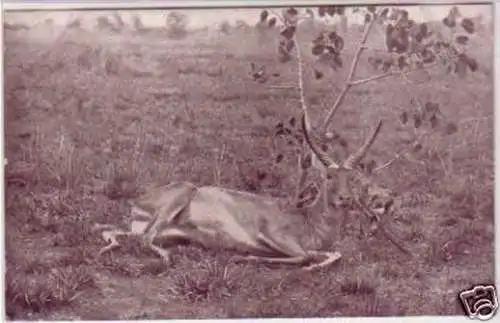 21297 Ak deutsche Kolonie DSWA Bastard Antilope um 1905