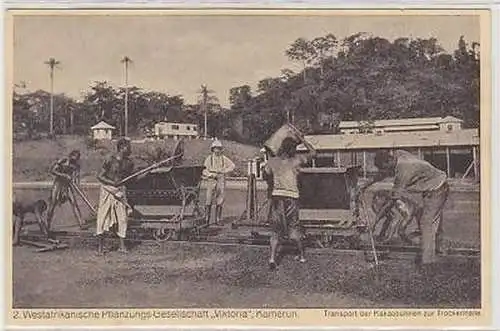 23004 Ak Kamerun Kakao Pflanzung um 1920