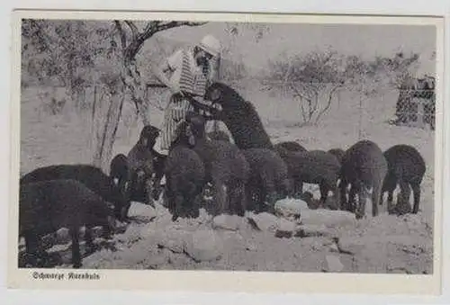 49734 Ak Deutsch Südwest Afrika DSWA schwarze Karakuls