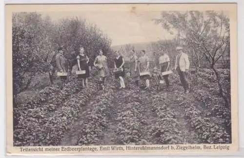 98669 Ak Hinterruhlmannsdorf bei Ziegelheim Erdbeerplantage um 1930