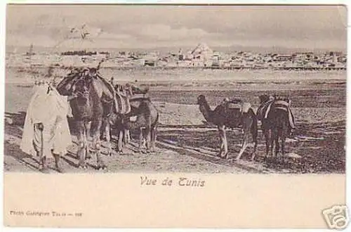 12747 Ak Vue de Tunis Dromedar Tunesien Tunisie 1905