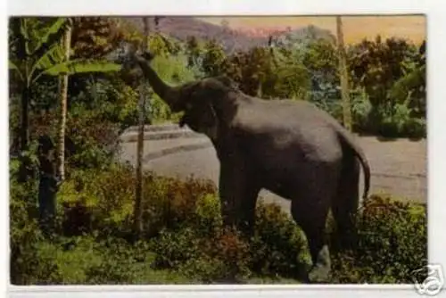 05797 Ak Ceylon Sri Lanka Elefant um 1920