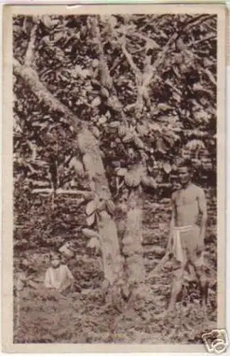 12568 Ak Trinidad & Tobago Cocoa Tree 1929