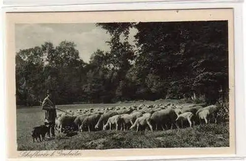 52445 Ak Schafherde bei Grubnitz um 1930