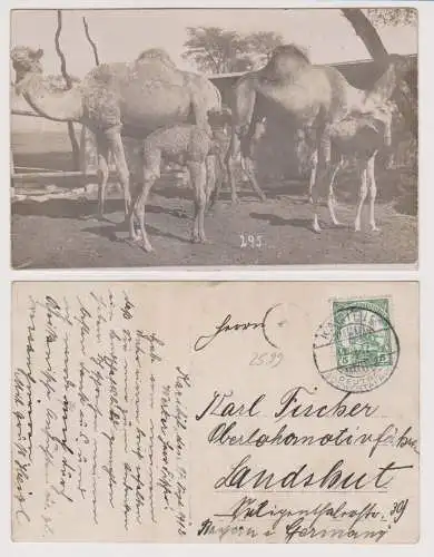 902047 Foto Ak Dromedare Deutsch Süd-Westafrika Namibia Stempel Karibib 1912