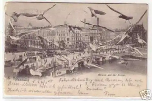 07599 Ak Hamburg Möwen auf der Alster 1905