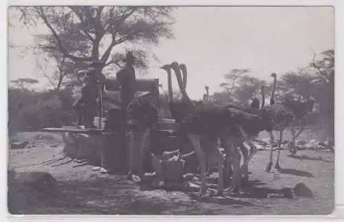 27861 AK Einwohner mit Straussen an Brunnen Deutsch Süd West Afrika