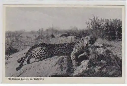 49736Ak Deutsch Südwest Afrika DSWA Leopard am Waterberg