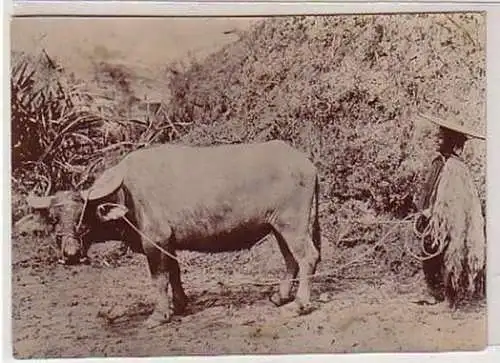 35711 Foto dt. Kolonien Chinesischer Hirte um 1910