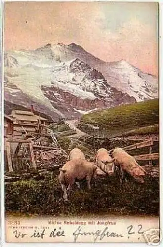 08788 Ak Kleine Scheidegg mit Jungfrau um 1910