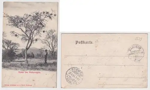 901447 Ak Webervogelnester Deutsch Süd-Westafrika Namibia Stempel Karibib 1904