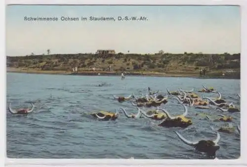 06132 AK Schwimmende Ochsen im Staudamm Deutsch Süd West Afrika um 1920