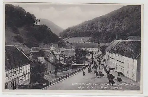 38764 Ak Sommerfrische Zorge Südharz Idyll. Kühe zur Weide ziehend 1935