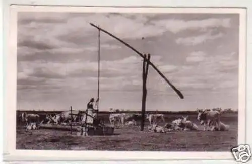 30662 Ak Ungarn Rindherde auf der Hortobágy 1939