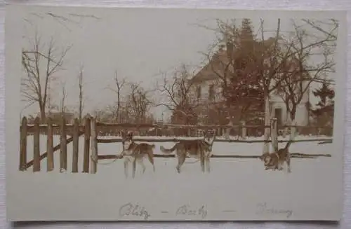 07209 Foto AK Hartliebsdorf Skorzynice Kr. Löwenberg 3 Hunde im Schnee 1929