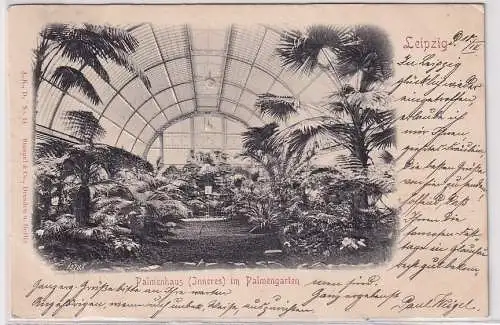 25932 geprägte Ak Leipzig Palmenhaus (Inneres) im Palmengarten 1901