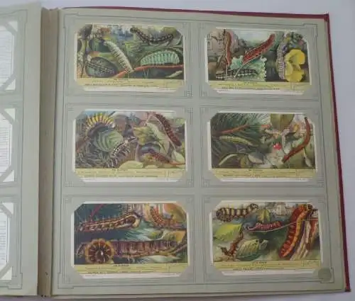 Liebigbilder Niederlande "De Rupsen" komplett, um 1920 (15/ Di 1000kk)