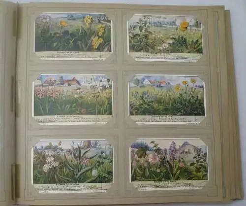 Liebigbilder Niederlande "Bloemen op de Weide" komplett, um 1920 (14/ Di 0303y)