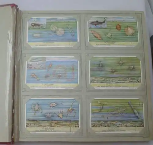 Liebigbilder Niederlande Serie "Het Zeeplankton" komplett 6 Bilder (10/ D0373a)