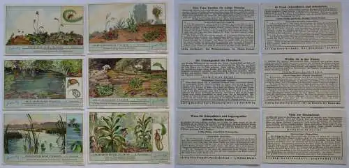 Liebigbilder Serie Nr. 1025 Insektenfressende Pflanzen Jahrgang 1932 (4/165843)