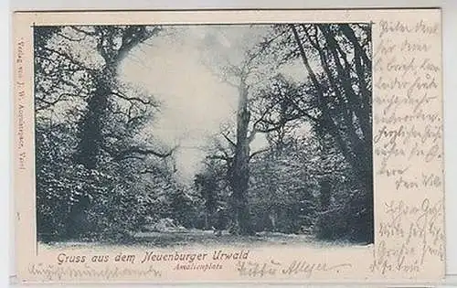 62503 Ak Gruß aus dem Neuenburger Urwald Amalienplatz 1906