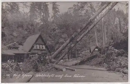 96336 Foto Ak Sächsische Schweiz Waldidyll nach dem Sturm um 1930
