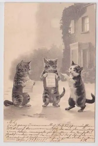 45908 Präge Ak 3 Katzen singen mit Notenblättern 1901