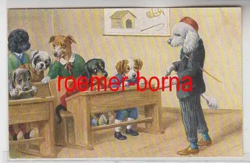 81565 Humor Ak Hunde sitzen auf Schulbank um 1910