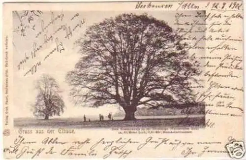 19590 Ak Gruß aus der Elbaue Werdersches Holz 1902