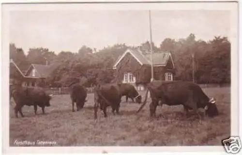 24425 Ak Forsthaus Totenrode mit weidenden Kühen 1946