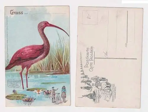 901268 Reklame Ak Stukenbrok Fahrräder Einbeck mit Motiv Ibis um 1910