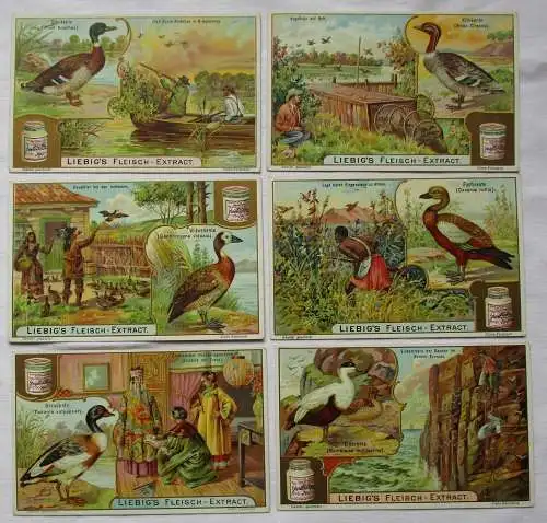 Liebigbilder Serie Nr. 632 Enten 1905 (5/123444)