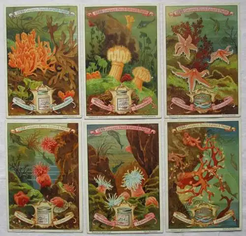 Liebigbilder Serie 445 "Unter dem Meeresspiegel" komplett 1899 (6/166949)
