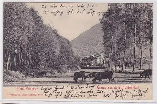 67205 AK Gruss aus dem Ilfelder Tal - Hôtel Netzkater 1905