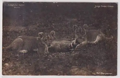 71643 Foto Ak Zoologischer Garten München - Junge Sudan Löwen 1913