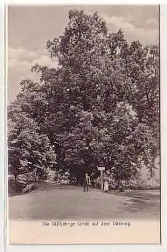 05704 Ak Die 800jährige Linde auf dem Dilsberg um 1910