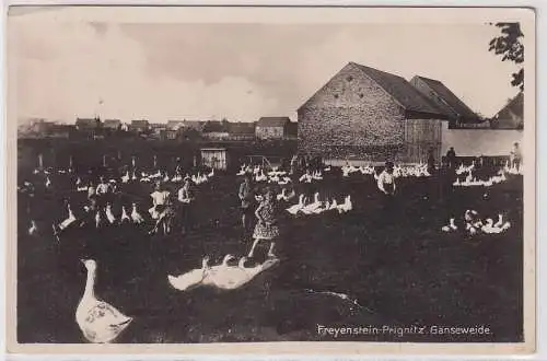 81572 Foto Ak Freyenstein-Prignitz Gänseweide um 1930