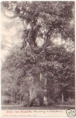 20888 Ak Gruss vom Urwald b. Neuenburg i.Oldenburg 1906