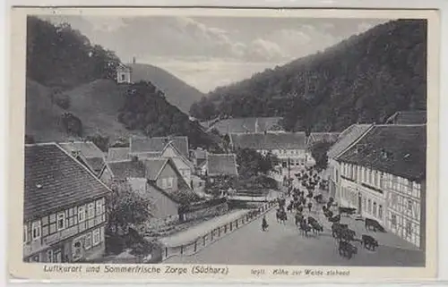 43862 Ak Zorge (Südharz) Kühe zur Weide ziehend 1933