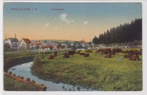 95300 Ak Braunlage im Harz, Blick auf Kuhweide um 1910