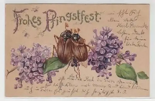 50449 Pfingst Ak Maikäferpärchen auf Fliederzweig sitzend 1903