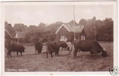 24425 Ak Forsthaus Totenrode mit weidenden Kühen 1946