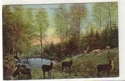36174 Ak Benneckenstein im Harz Waldpartie 1912