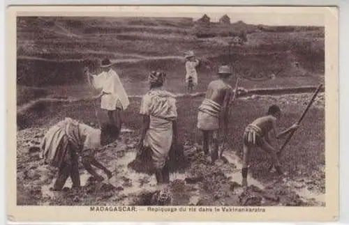 25024 Ak Madagascar Repiquage du riz dans le Vakinankaratra