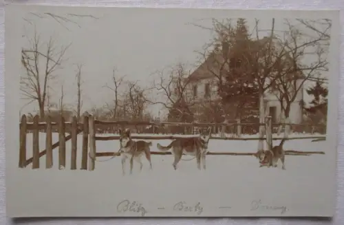 07209 Foto AK Hartliebsdorf Skorzynice Kr. Löwenberg 3 Hunde im Schnee 1929