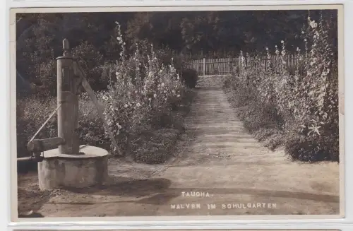 93004 Foto AK Taucha - Malven im Schulgarten 1929