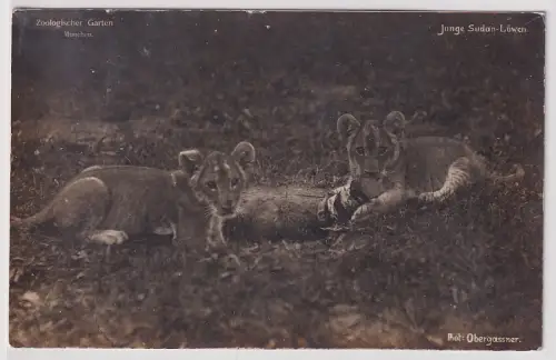 71643 Foto Ak Zoologischer Garten München - Junge Sudan Löwen 1913