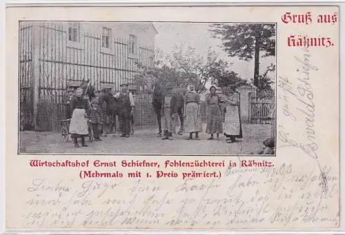 34982 Ak Gruß aus Rähnitz bei Dresden Fohlenzüchterei 1903