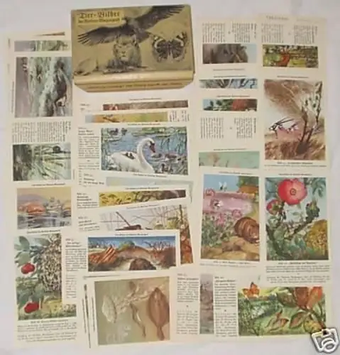 Mappe "Der Berliner Morgenpost" 54 Tierbilder 1934