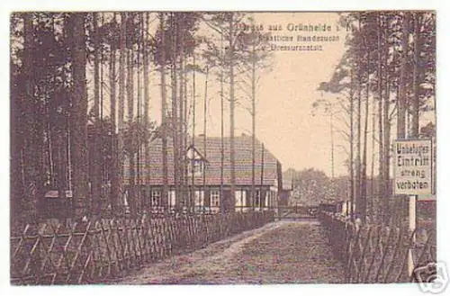 12332 Ak Gruß aus Grünheide i.M. Hundezucht um 1930